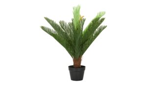Cycas im Topf