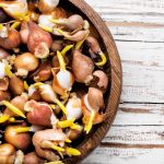 Es gibt viele unterschiedliche Frühblüher für einen prachtvollen Garten. Foto: Nikolaydonetsk via Envato