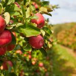 Köstliche Früchte aus dem eigenen Obstgarten. Foto ©ZoomTeam stock adobe