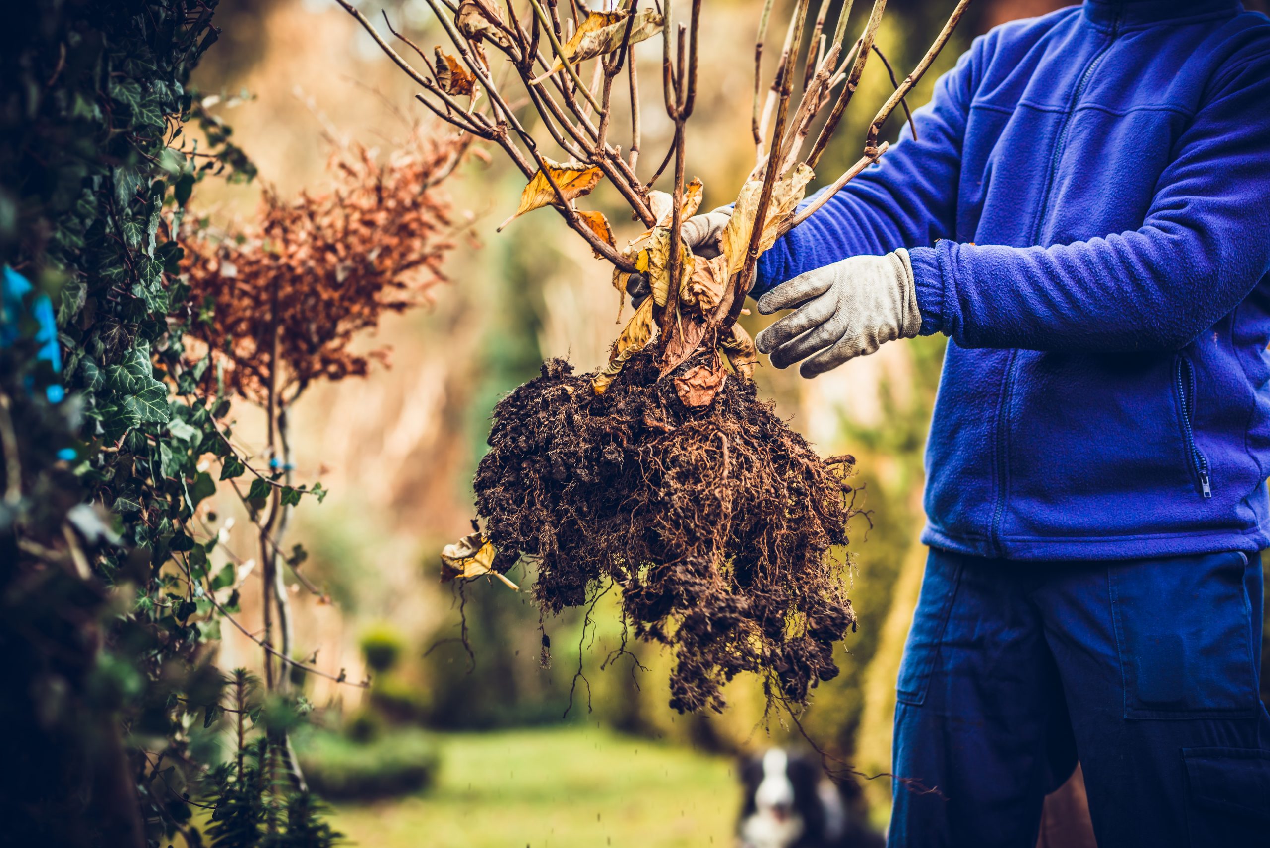 3 einfache Tipps zum Umpflanzen von Bäumen. Foto © Sebastian stock adobe