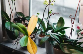 Zimmerpflanzen im Winter pflegen – so geht‘s