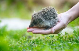 Lebensraum für Vögel & Co.: So machen Sie Ihren Garten tierfreundlich