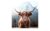 Glasbild 50×50 cm  Highland cattle Accessoires > Bilder & Schilder – Höffner