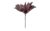 Soft Flower  Protea