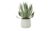 Aloe getopft