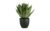 Agave im Topf