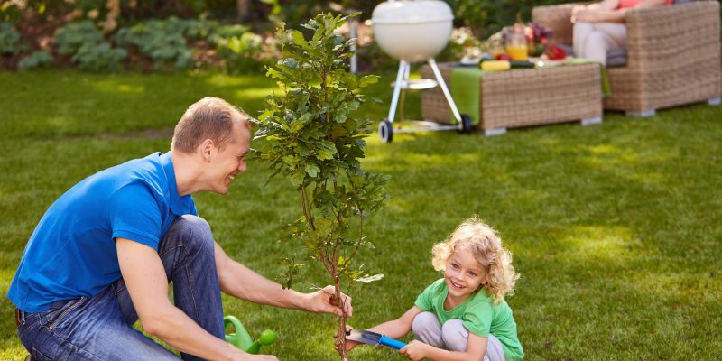 Wie man Laubbäume im Garten pflanzt und pflegt