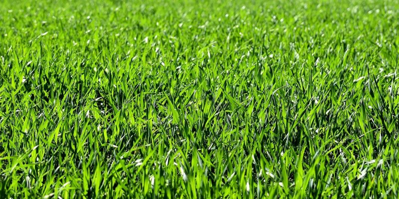 Rasen mulchen – die besten Tipps