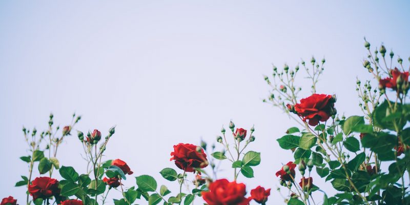 Rosen schneiden: So gedeihen Ihre Rosen besonders prächtig